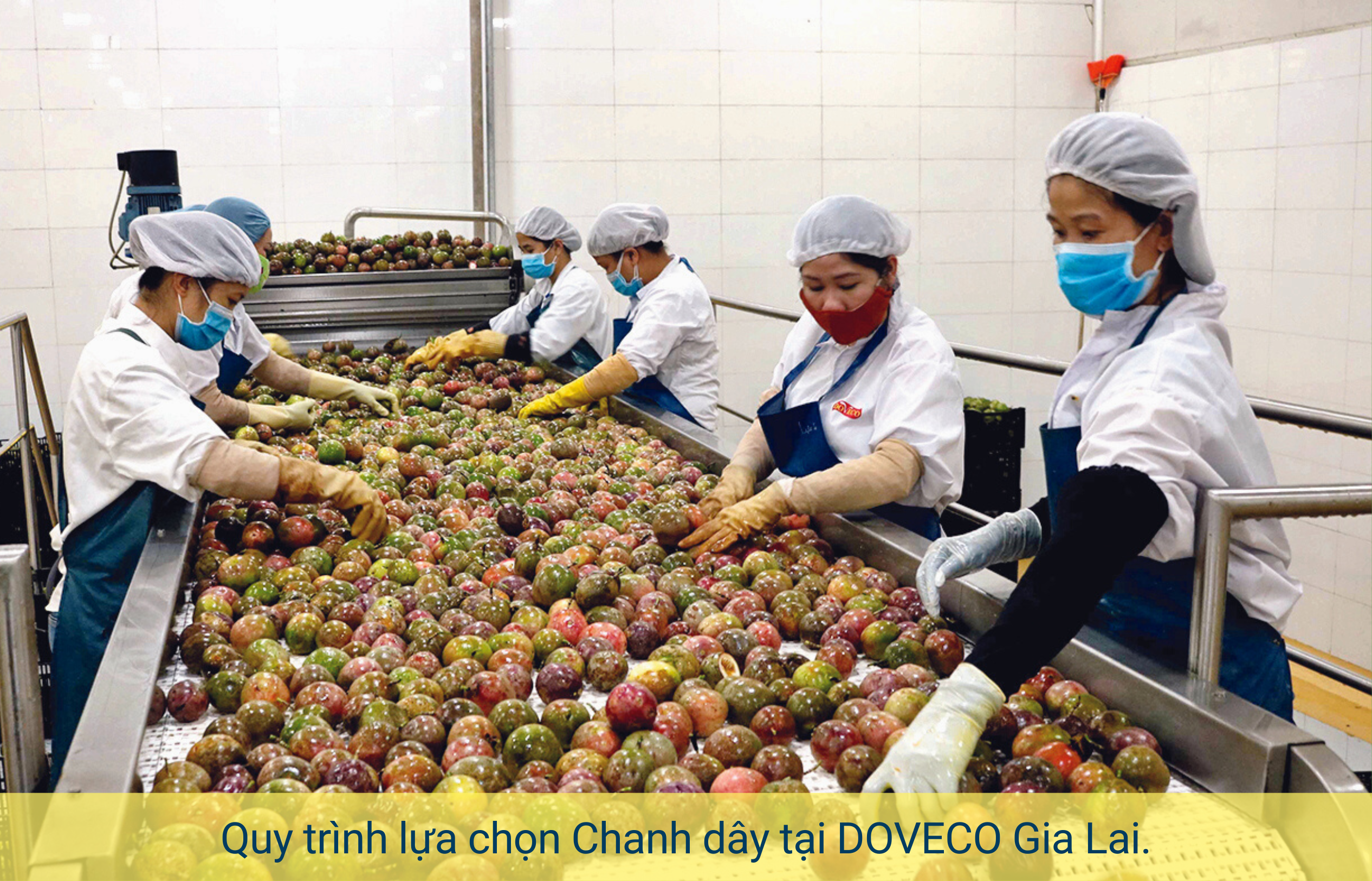 eMagazine DOVECO và sứ mệnh đưa nông sản Việt ra khắp thế giới
