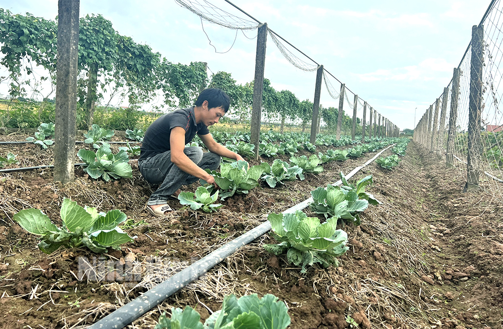 Nông dân Khánh Công hướng tới phát triển nông nghiệp xanh
