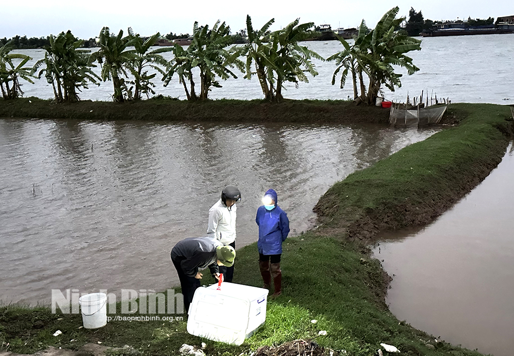 Về Khánh Công xem người dân chong đèn thu hoạch rươi