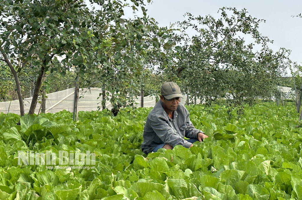 Thăm những khu vườn bạc triệu của nông dân Khánh Thành