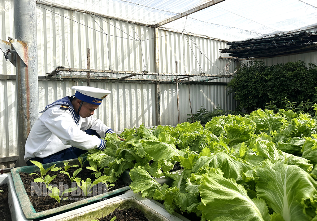 Trồng rau xanh ở Trường Sa