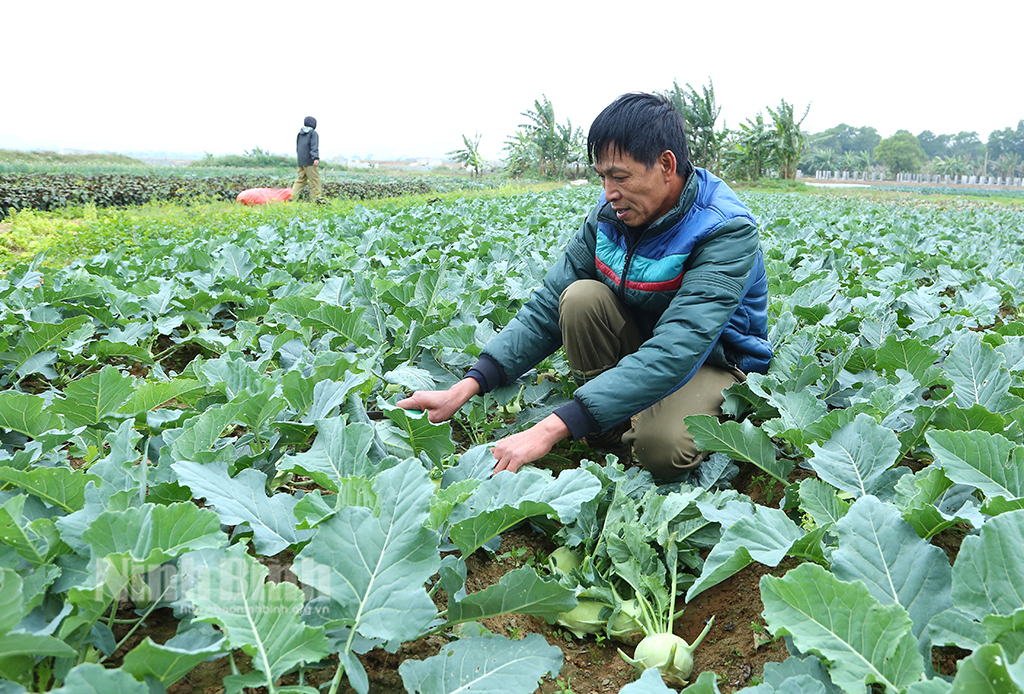 Nông dân trúng đậm vụ rau Tết