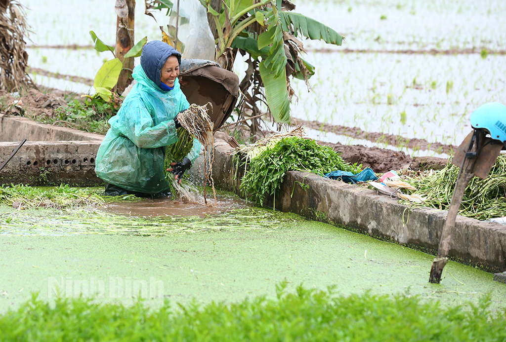 Nông dân trúng đậm vụ rau Tết
