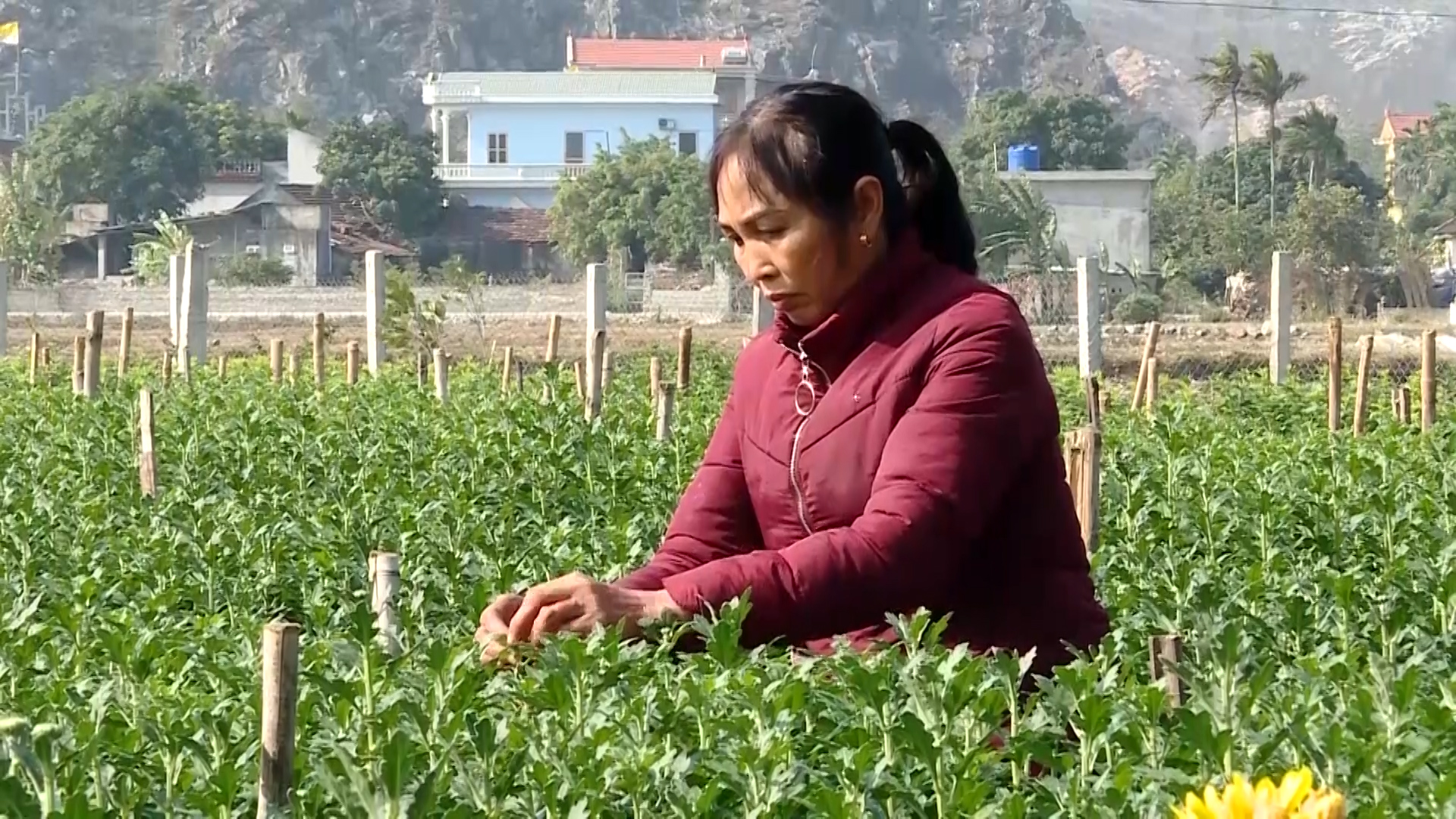 Yên Lâm phấn đấu đạt tiêu chí thu nhập trong xây dựng nông thôn mới kiểu mẫu
