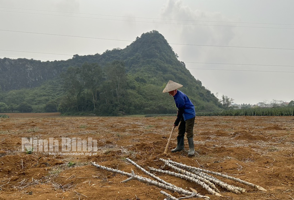 Thiếu mưa nông dân vùng đồi núi gặp khó