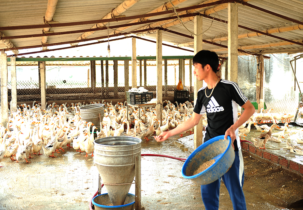 Xuất ngũ trở về quê chàng trai 9X nuôi chí làm giàu