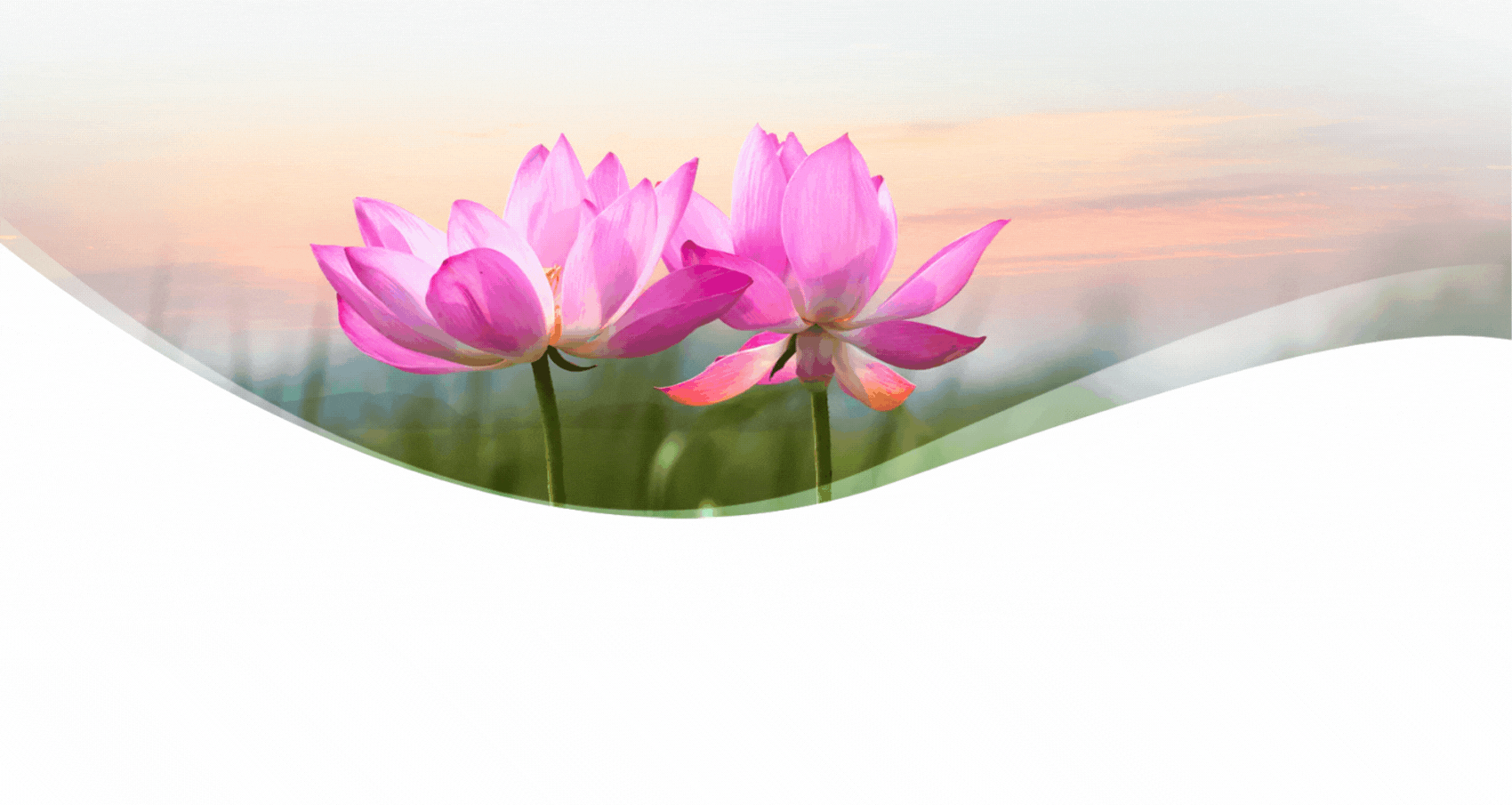 emagazine Hương sen đất Cố đô