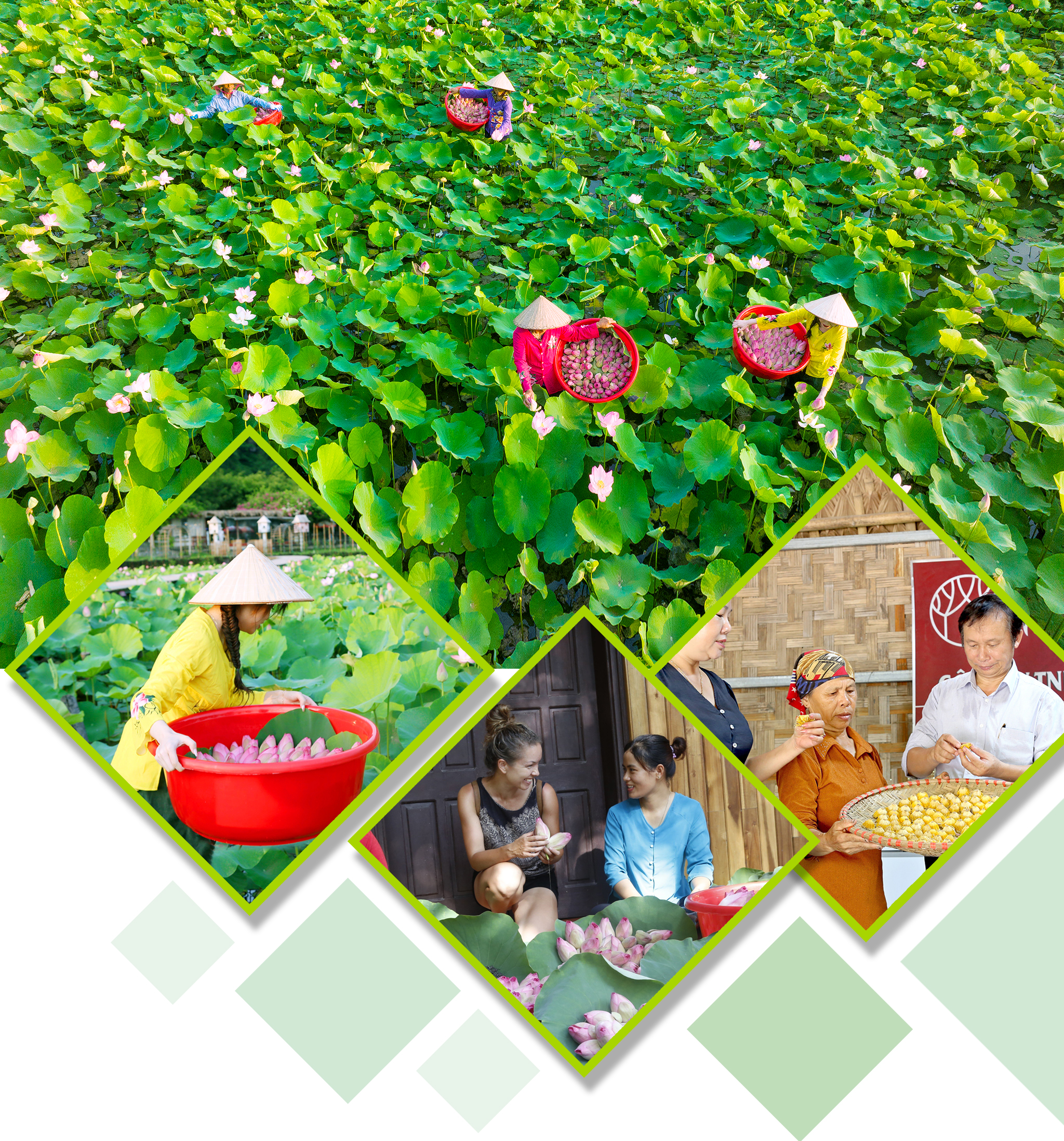 emagazine Hương sen đất Cố đô