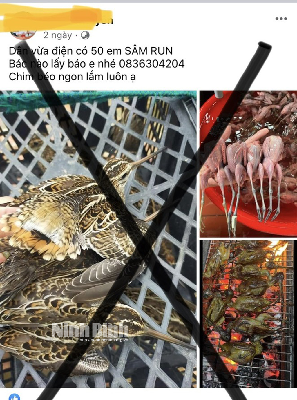 Ngăn chặn nạn săn bắt chim trời Cần các giải pháp đồng bộ và quyết liệt hơn nữa