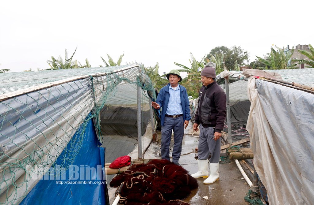 Nông dân Kim Sơn thu nhập khá nhờ mở rộng diện tích nuôi tôm vụ đông