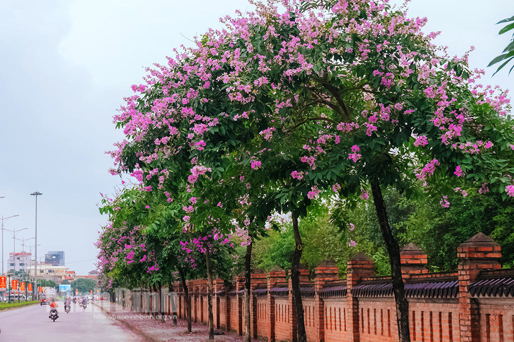 Mùa hoa bằng lăng tím tại Ninh Bình
