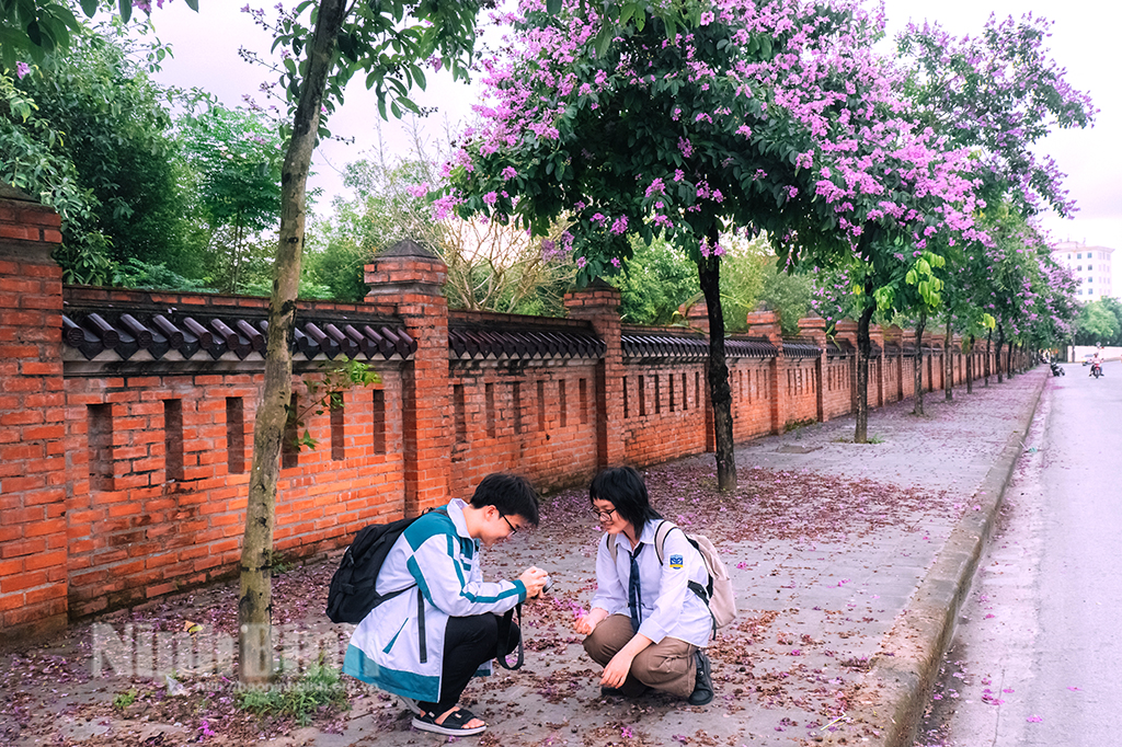 Mùa hoa bằng lăng tím tại Ninh Bình