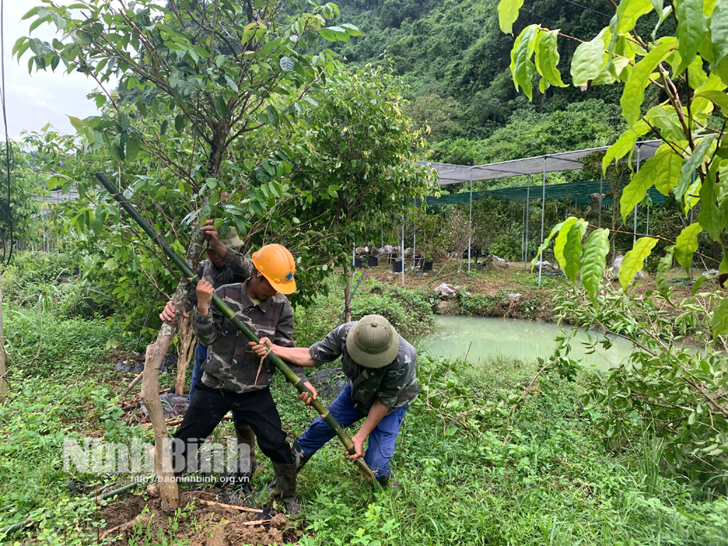 Nho Quan tập trung khôi phục sản xuất nông nghiệp sau mưa bão