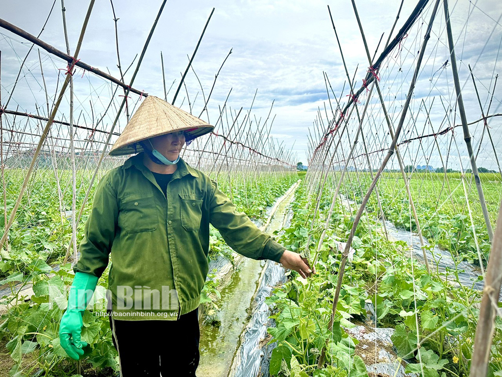 Nho Quan tập trung khôi phục sản xuất nông nghiệp sau mưa bão