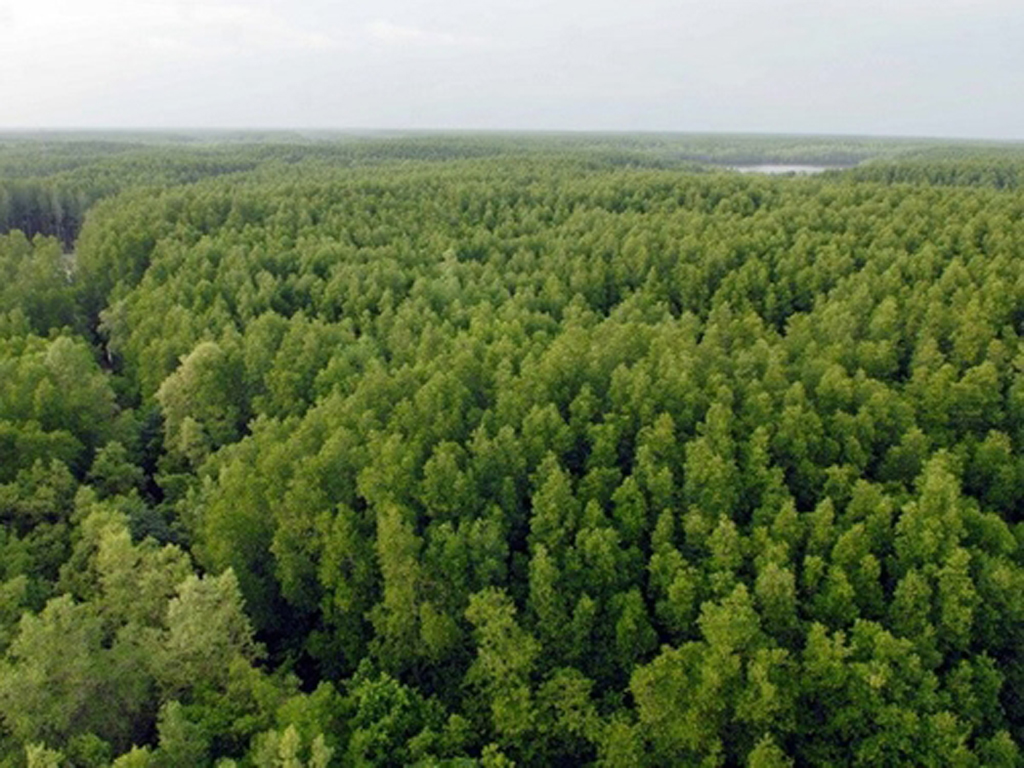 Wood processing to become spearhead economic sector by 2025