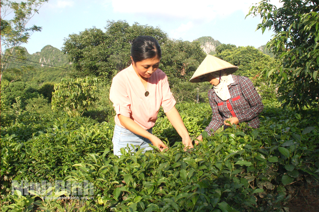 Nỗ lực hồi sinh vùng chè Đông Sơn