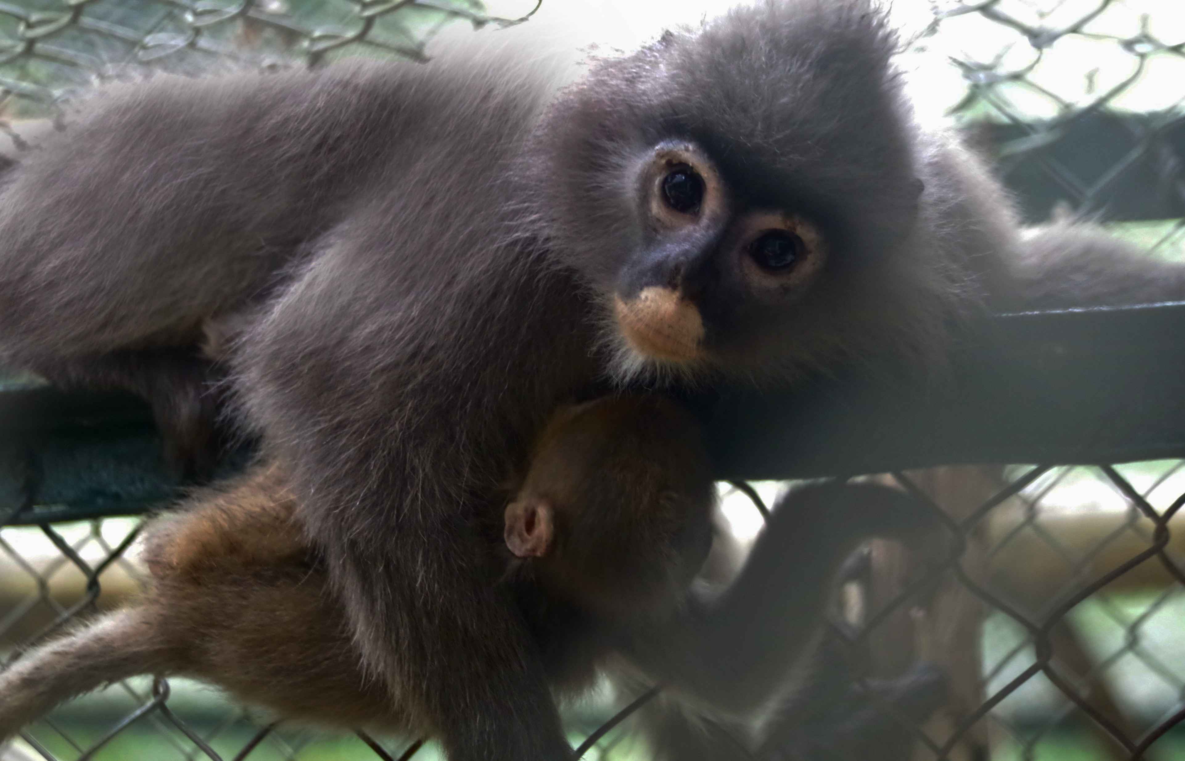 Cuc Phuong National Park receives two grey langurs