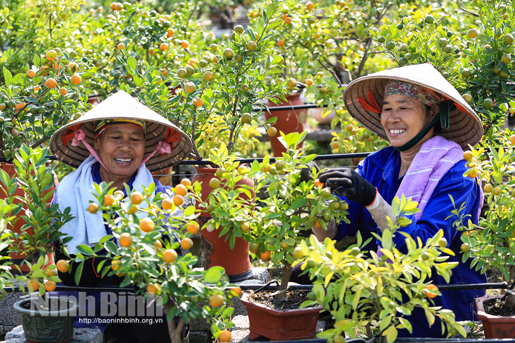Quất bon sai đón tết