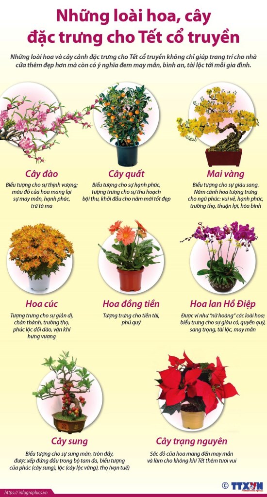 [Infographics] Những loài hoa, cây đặc trưng cho Tết cổ truyền