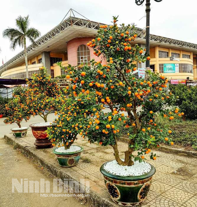 Đào, quất giảm giá mạnh