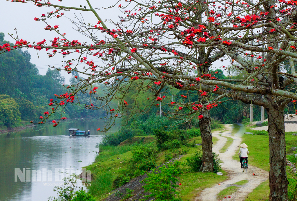Tháng Ba, mùa hoa "thắp lửa"
