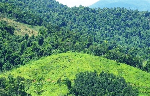 USAID Helps Viet Nam Strengthen Forest, Biodiversity Conservation