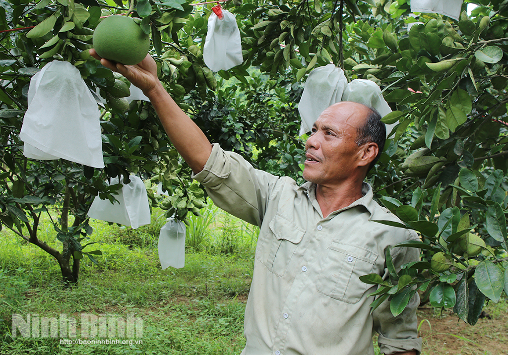 Hiệu quả từ mô hình trồng bưởi ứng dụng công nghệ cao