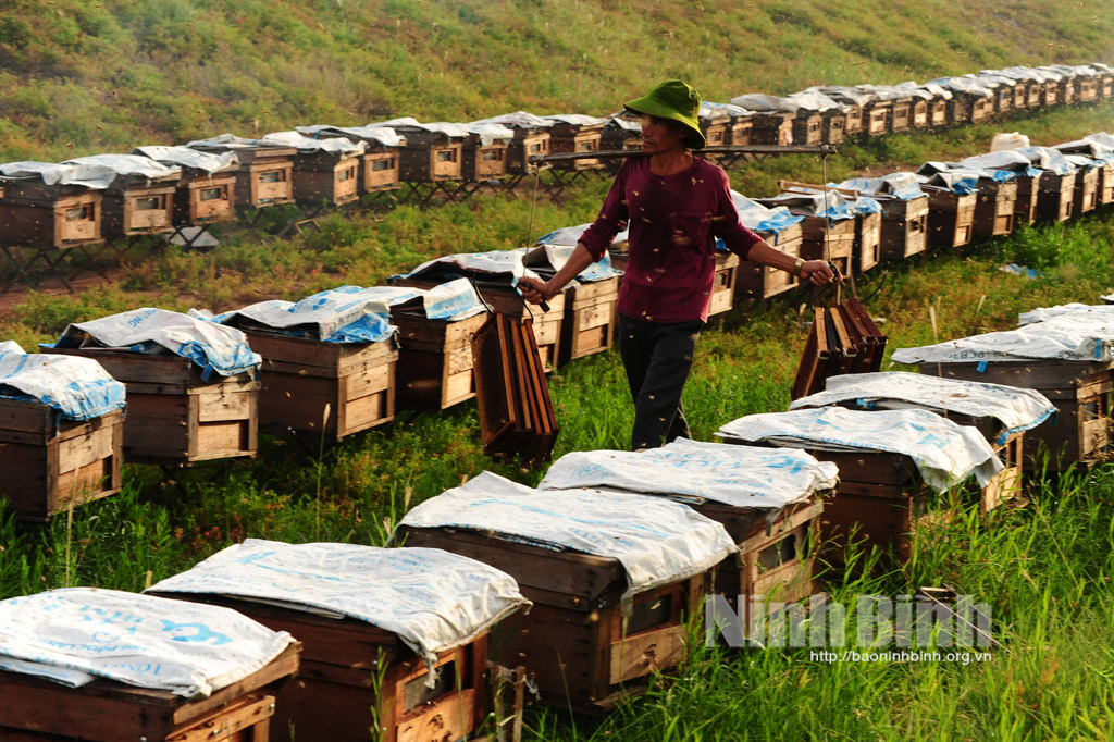 Mùa ong lấy mật