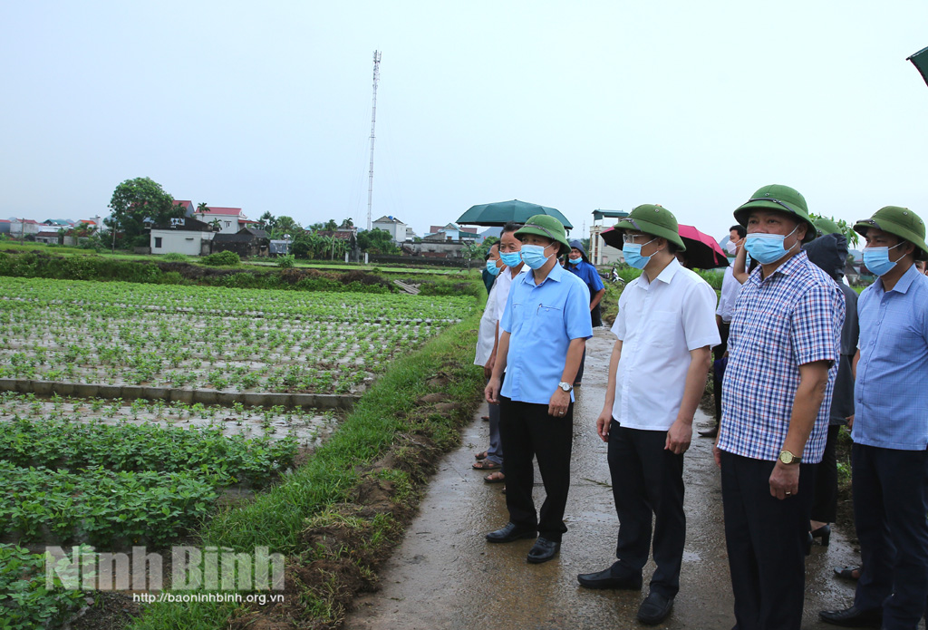 Yên Mô triển khai kế hoạch sản xuất vụ đông năm 2021