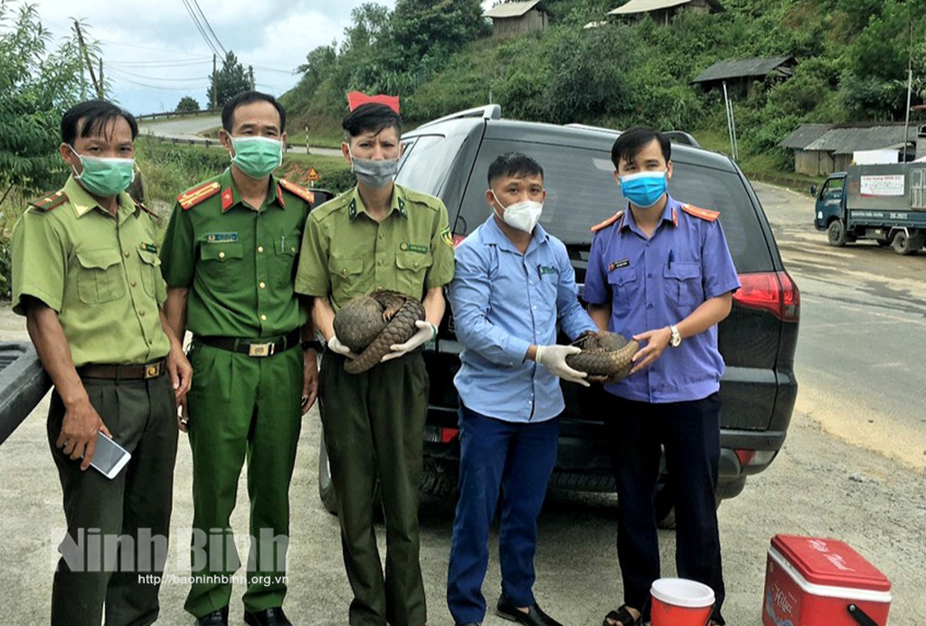 Vượt đại dịch cứu hộ thành công 2 cá thể Tê tê tại Điện Biên