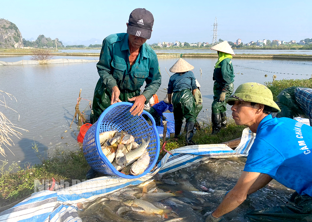 Rộn ràng mùa thu hoạch cá ruộng