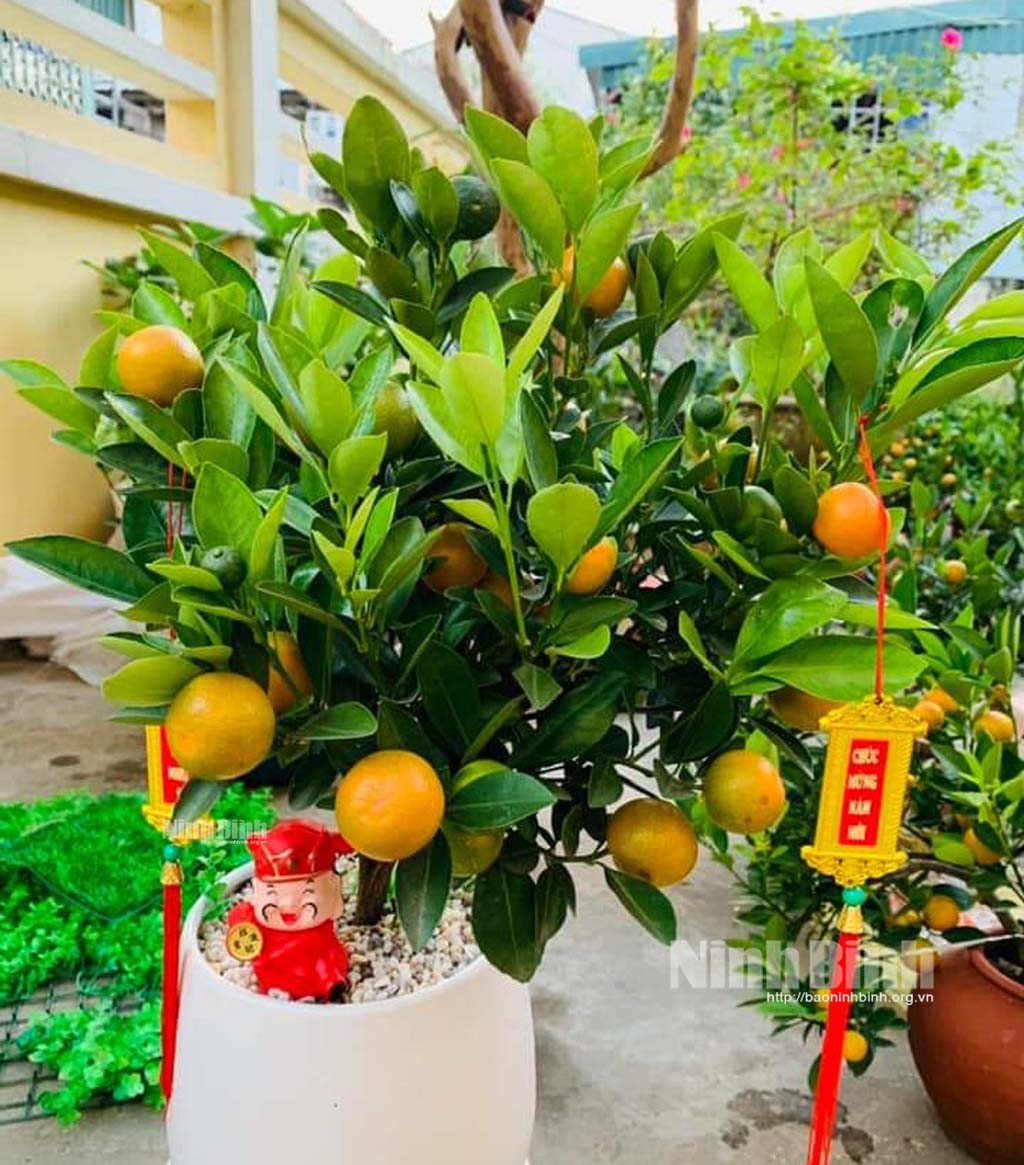 Cây cảnh mi ni bán chạy dịp Tết