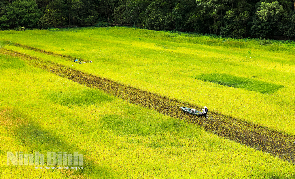 Mùa gặt ở Tam Cốc