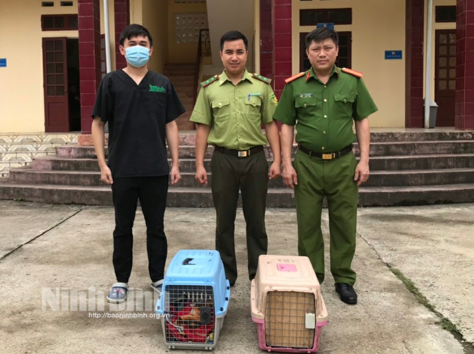 Cứu hộ khẩn cấp hai cá thể Cầy vằn bắc quý hiếm