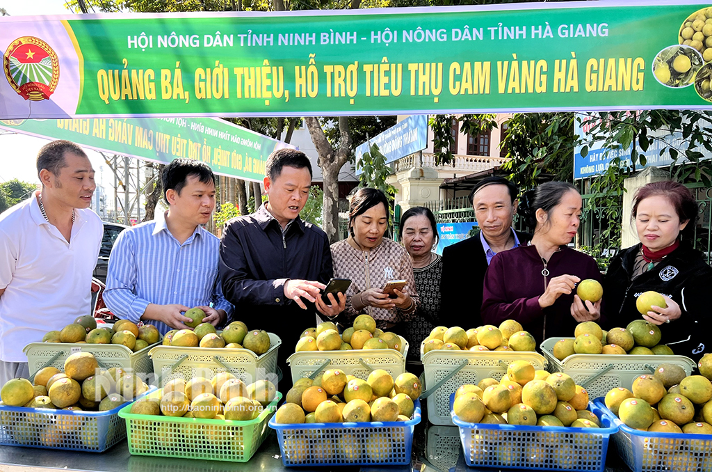Giới thiệu, hỗ trợ tiêu thụ sản phẩm cam vàng Hà Giang