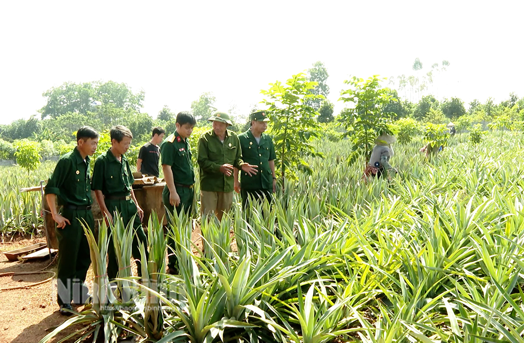Cựu chiến binh huyện Nho Quan tích cực tham gia phát triển kinh tế