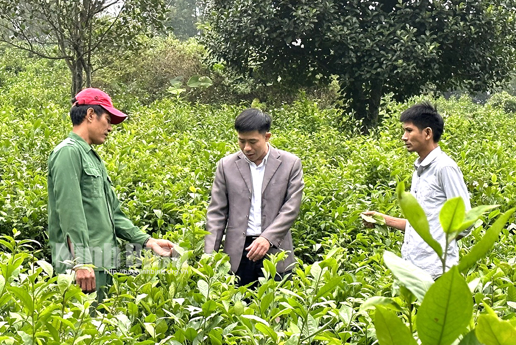 Vực dậy sức sống cho chè Đông Sơn