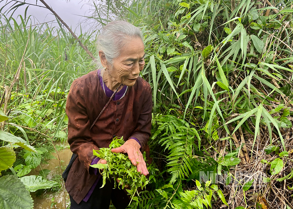 Loài cây hoang dại trở thành đặc sản "vạn người mê"