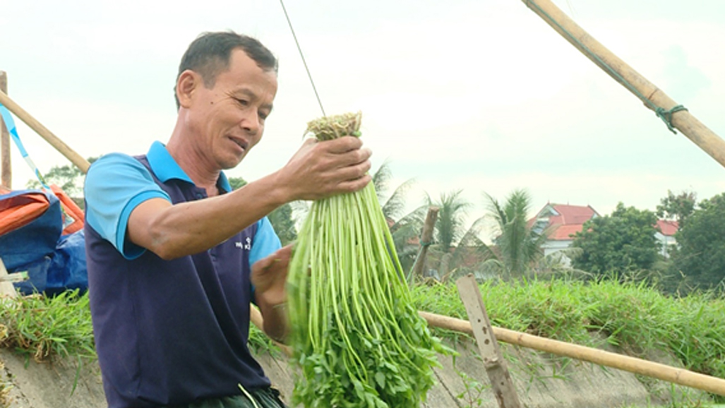 Xây dựng, quản lý và phát triển nhãn hiệu chứng nhận "Rau cần Yên Hòa" cho sản phẩm rau cần của xã Yên Hòa, huyện Yên Mô, tỉnh Ninh Bình
