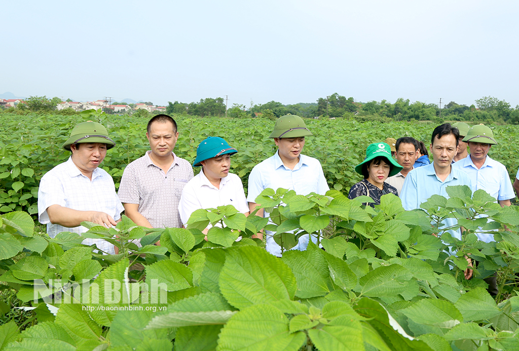 Hội thảo đầu bờ về liên kết sản xuất cây gai xanh AP1 tại huyện Nho Quan