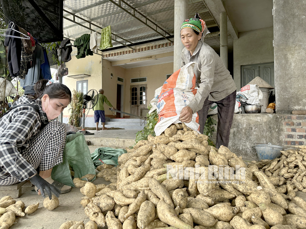 Mùa khoai kém vui của nông dân Yên Quang
