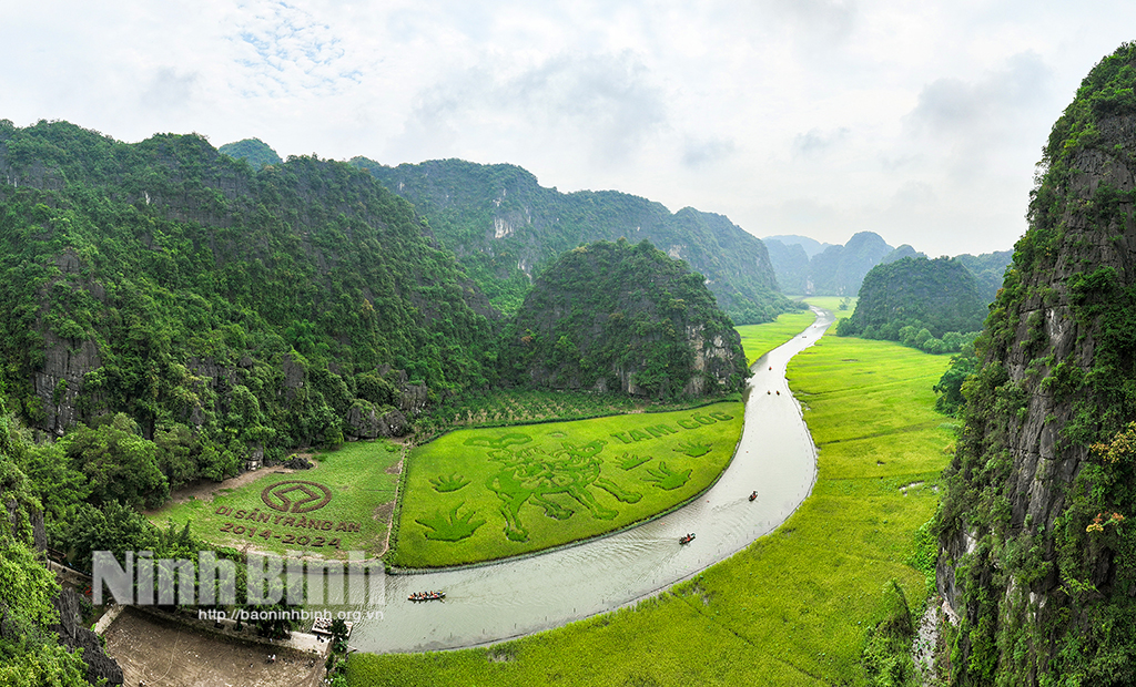 Cánh đồng lúa Tam Cốc đang vào độ chín vàng