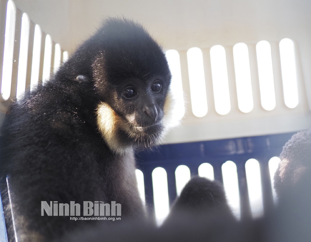 Vườn Quốc gia Cúc Phương cứu hộ Vượn đen má hung, thuộc nhóm nguy cấp, quý hiếm