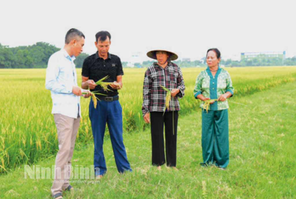 Lão nông Trịnh Viết Chiến và những bứt phá từ đồng ruộng