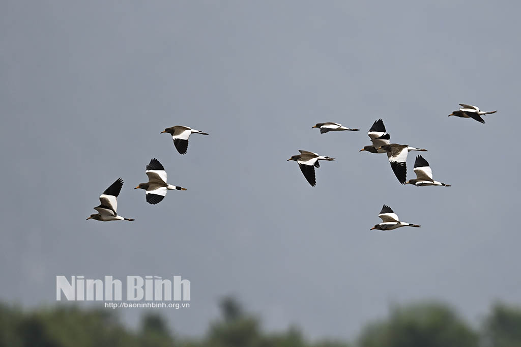 Ninh Bình, họa tiết thiên nhiên trên từng đôi cánh