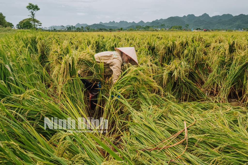 Nho Quan tập trung khôi phục sản xuất nông nghiệp sau mưa bão