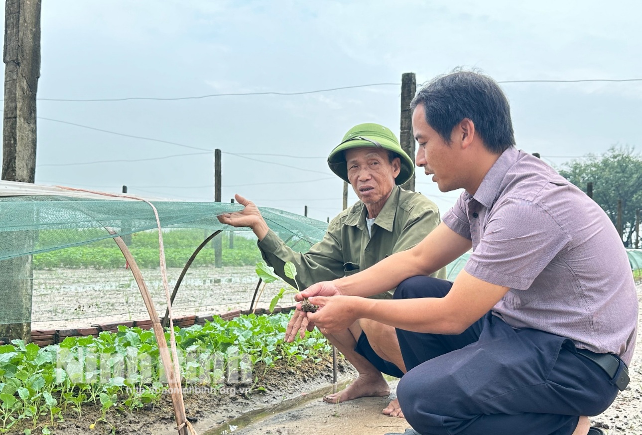 Gia tăng sản xuất, đảm bảo nguồn cung rau xanh sau mưa bão