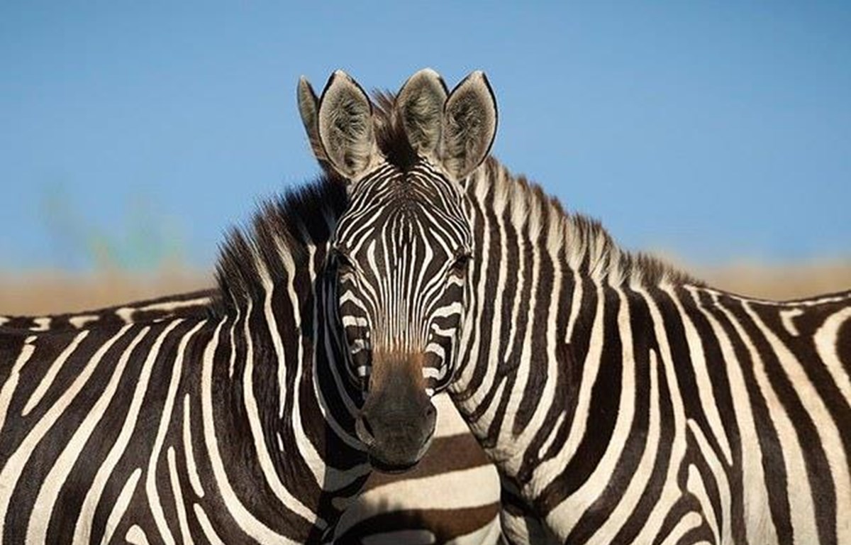 Câu đố hack não: Theo bạn con ngựa nào đang nhìn vào máy ảnh?