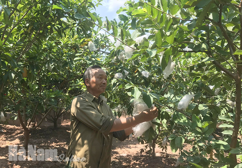 Hợp Lý đẩy mạnh đa dạng hóa ngành nghề nông thôn