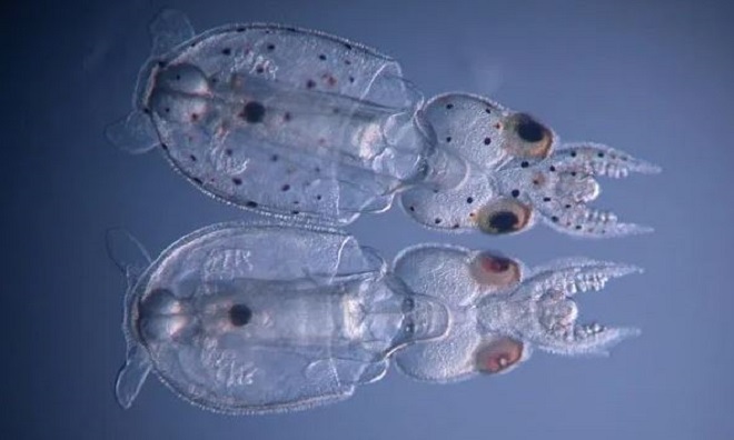 Mực biến đổi gene đầu tiên trên thế giới